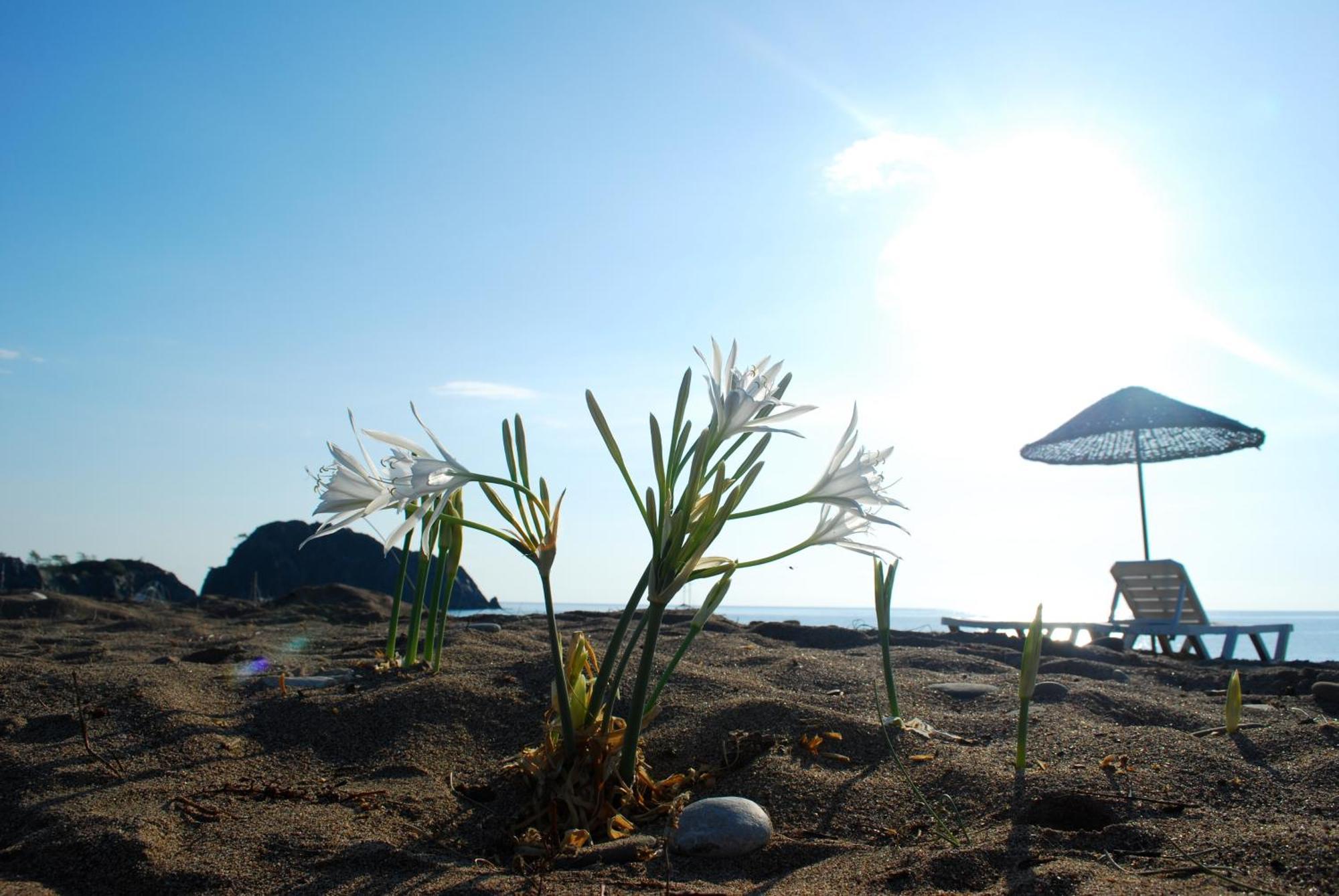 Ugur Pansiyon Bungalows ชิลารึ ภายนอก รูปภาพ