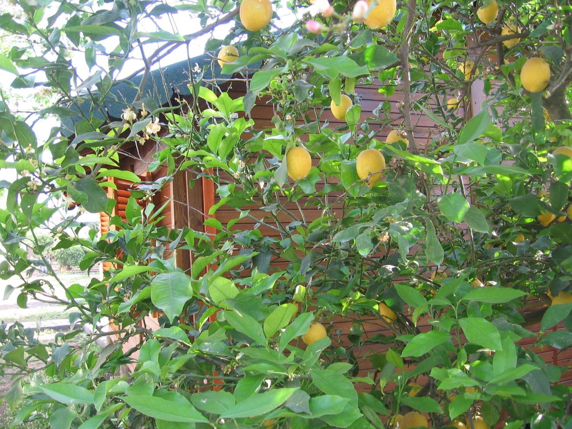 Ugur Pansiyon Bungalows ชิลารึ ภายนอก รูปภาพ